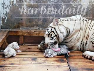 国产白虎一区,探寻东方武侠的传奇魅力 第2张 国产白虎一区,探寻东方武侠的传奇魅力 第2张